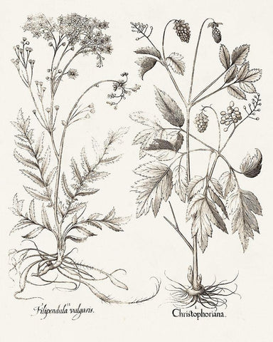 Sepia Besler Botanicals VIII White Modern Wood Framed Art Print with Double Matting by Besler, Basilius