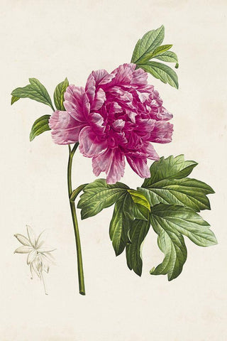 Pretty Pink Botanicals I Black Ornate Wood Framed Art Print with Double Matting by Unknown