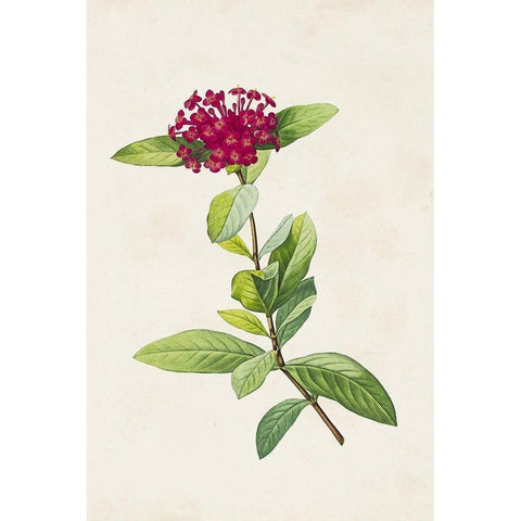 Pretty Pink Botanicals II White Modern Wood Framed Art Print by Unknown