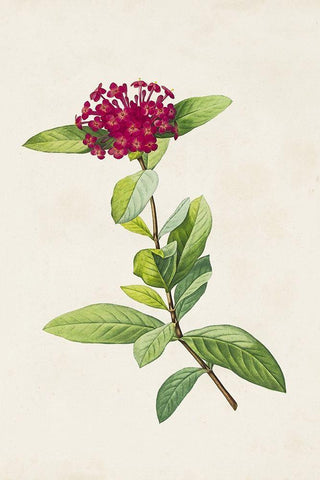 Pretty Pink Botanicals II Black Ornate Wood Framed Art Print with Double Matting by Unknown