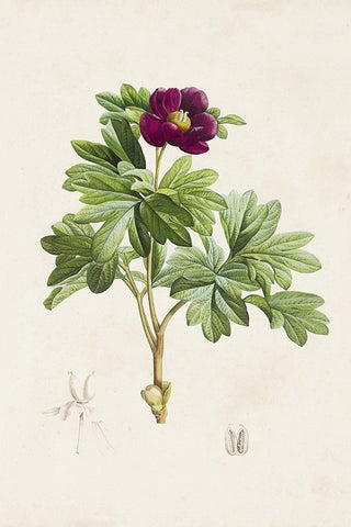 Pretty Pink Botanicals III White Modern Wood Framed Art Print with Double Matting by Unknown