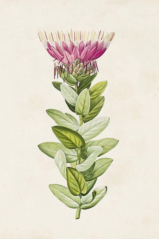 Pretty Pink Botanicals IV White Modern Wood Framed Art Print with Double Matting by Unknown