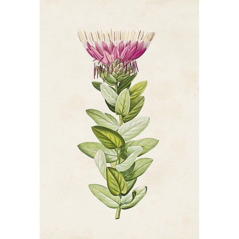 Pretty Pink Botanicals IV White Modern Wood Framed Art Print by Unknown