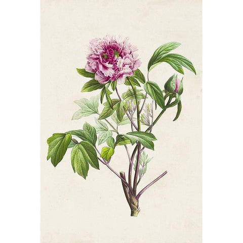 Pretty Pink Botanicals V Gold Ornate Wood Framed Art Print with Double Matting by Unknown