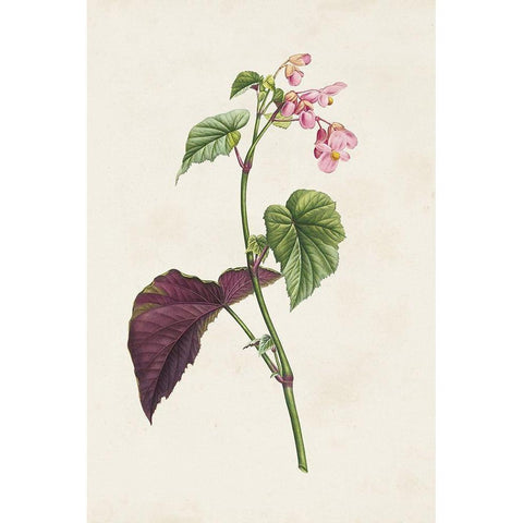 Pretty Pink Botanicals VI Black Modern Wood Framed Art Print by Unknown
