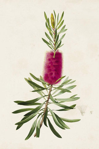 Pretty Pink Botanicals VII Black Ornate Wood Framed Art Print with Double Matting by Unknown