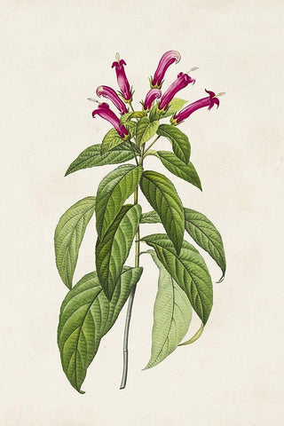 Pretty Pink Botanicals VIII Black Ornate Wood Framed Art Print with Double Matting by Unknown