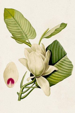 Magnolia Flowers II White Modern Wood Framed Art Print with Double Matting by Unknown