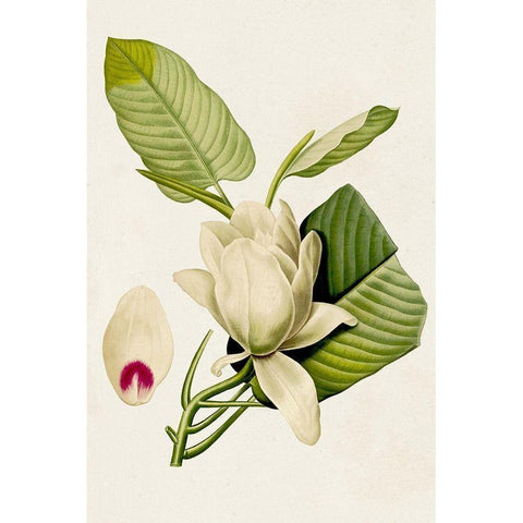 Magnolia Flowers II Gold Ornate Wood Framed Art Print with Double Matting by Unknown