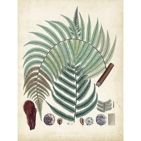 Collected Ferns I Black Modern Wood Framed Art Print with Double Matting by Unknown