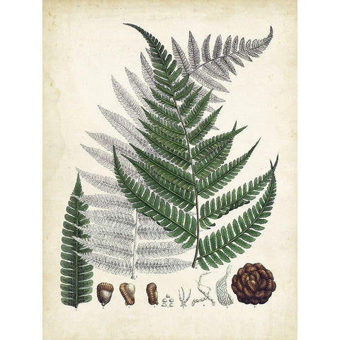 Collected Ferns II Gold Ornate Wood Framed Art Print with Double Matting by Unknown