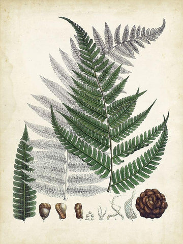 Collected Ferns II Black Ornate Wood Framed Art Print with Double Matting by Unknown