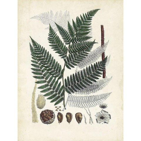 Collected Ferns IV Black Modern Wood Framed Art Print by Unknown