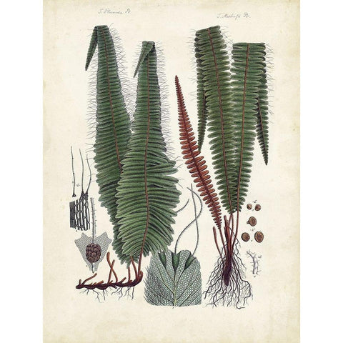 Collected Ferns V White Modern Wood Framed Art Print by Unknown