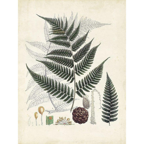 Collected Ferns VI Black Modern Wood Framed Art Print with Double Matting by Unknown