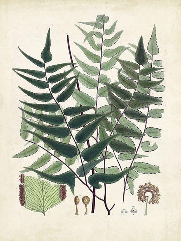 Collected Ferns VII Black Ornate Wood Framed Art Print with Double Matting by Unknown