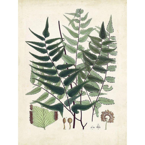 Collected Ferns VII Black Modern Wood Framed Art Print by Unknown