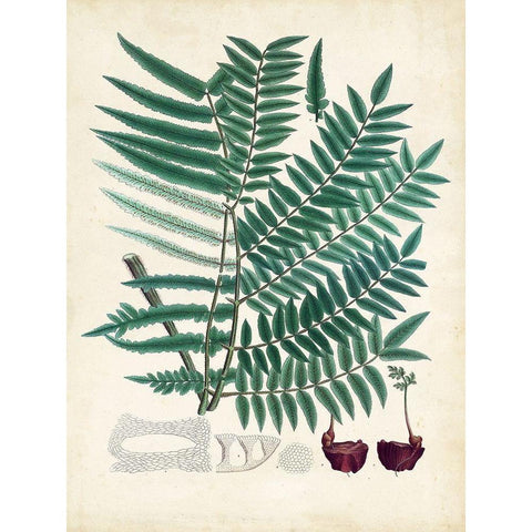 Collected Ferns VIII Black Modern Wood Framed Art Print with Double Matting by Unknown