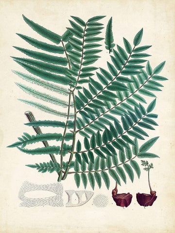 Collected Ferns VIII White Modern Wood Framed Art Print with Double Matting by Unknown