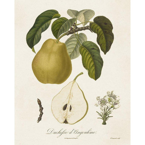 Vintage Pears I Black Modern Wood Framed Art Print by de Langlois