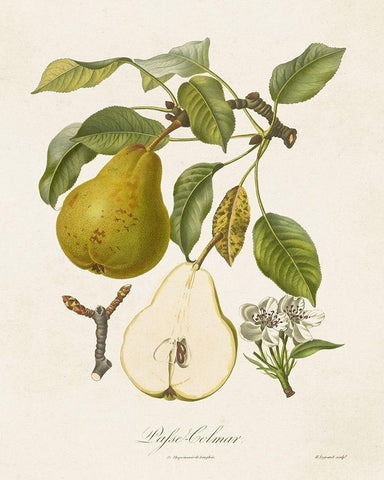 Vintage Pears II Black Ornate Wood Framed Art Print with Double Matting by de Langlois
