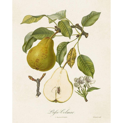 Vintage Pears II Gold Ornate Wood Framed Art Print with Double Matting by de Langlois