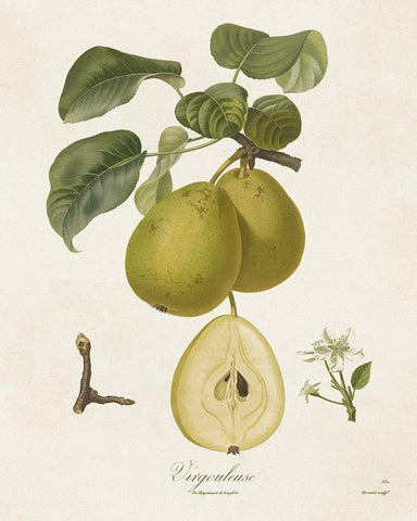 Vintage Pears III Black Ornate Wood Framed Art Print with Double Matting by de Langlois