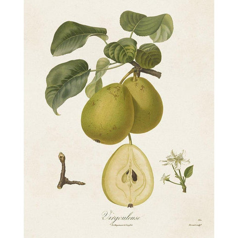 Vintage Pears III Gold Ornate Wood Framed Art Print with Double Matting by de Langlois