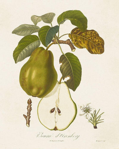 Vintage Pears IV Black Ornate Wood Framed Art Print with Double Matting by de Langlois
