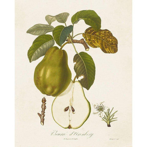 Vintage Pears IV Black Modern Wood Framed Art Print by de Langlois