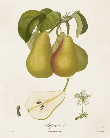 Vintage Pears V White Modern Wood Framed Art Print with Double Matting by de Langlois