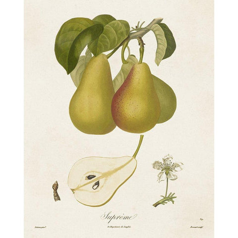 Vintage Pears V Gold Ornate Wood Framed Art Print with Double Matting by de Langlois