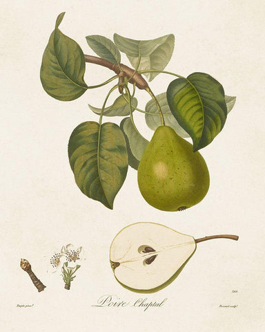 Vintage Pears VI White Modern Wood Framed Art Print with Double Matting by de Langlois