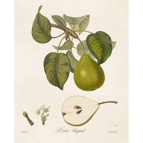 Vintage Pears VI White Modern Wood Framed Art Print by de Langlois