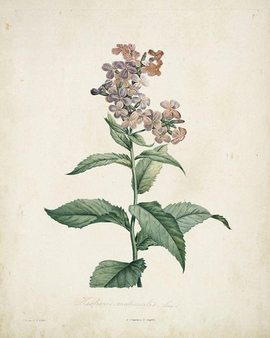 Traditional Botanical II Black Ornate Wood Framed Art Print with Double Matting by de Langlois