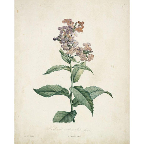 Traditional Botanical II Gold Ornate Wood Framed Art Print with Double Matting by de Langlois