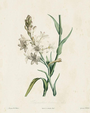 Traditional Botanical IV White Modern Wood Framed Art Print with Double Matting by de Langlois