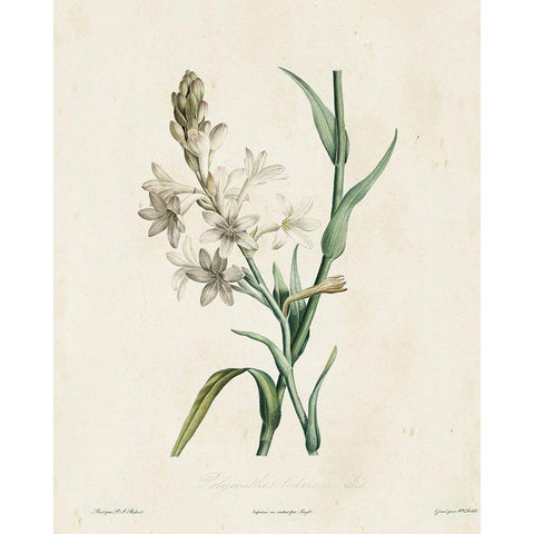 Traditional Botanical IV Black Modern Wood Framed Art Print by de Langlois