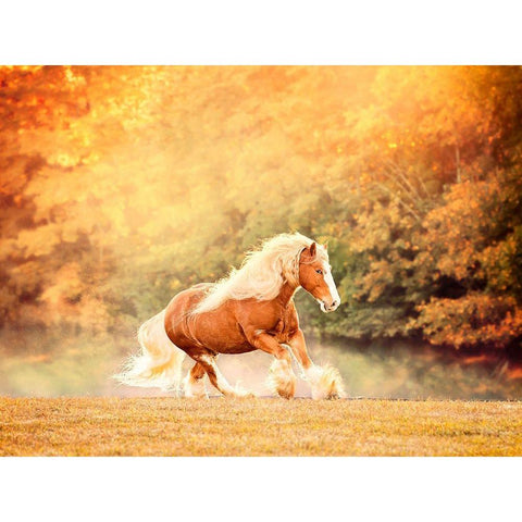 Horse Motion II White Modern Wood Framed Art Print by PHBurchett