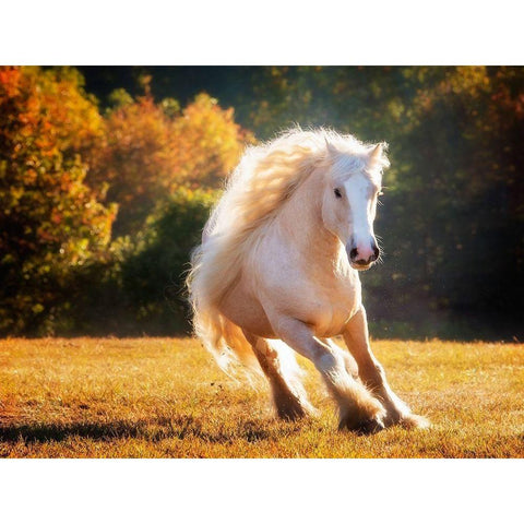 Horse Motion IV White Modern Wood Framed Art Print by PHBurchett