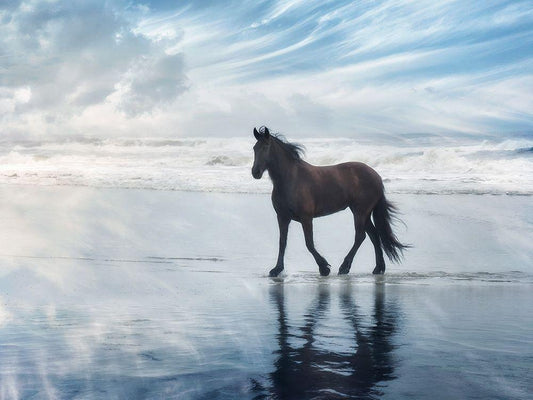 Image Only