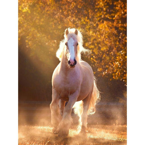 Horse Motion VIII White Modern Wood Framed Art Print by PHBurchett