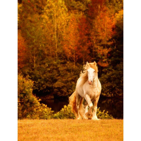 Horse Motion IX White Modern Wood Framed Art Print by PHBurchett