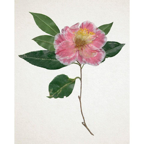 Pressed Camellia I Black Modern Wood Framed Art Print with Double Matting by Warren, Annie
