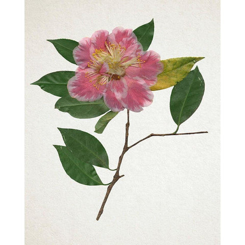Pressed Camellia II White Modern Wood Framed Art Print by Warren, Annie