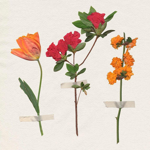 Backyard Variety II Black Modern Wood Framed Art Print with Double Matting by Warren, Annie