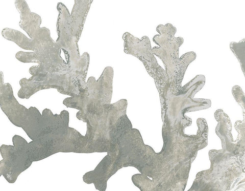 Stone Macro Coral II White Modern Wood Framed Art Print with Double Matting by Vess, June Erica