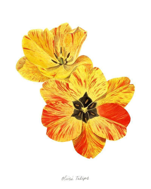 Image Only