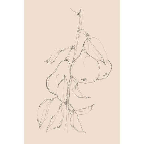 Fruit Contour Study II Black Modern Wood Framed Art Print with Double Matting by Harper, Ethan