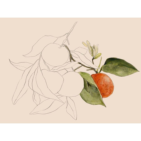 Tangerine Sketch I Black Modern Wood Framed Art Print with Double Matting by Warren, Annie